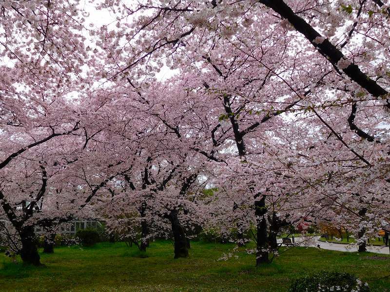 植物園の豪華な桜20170411_e0237645_14344369.jpg