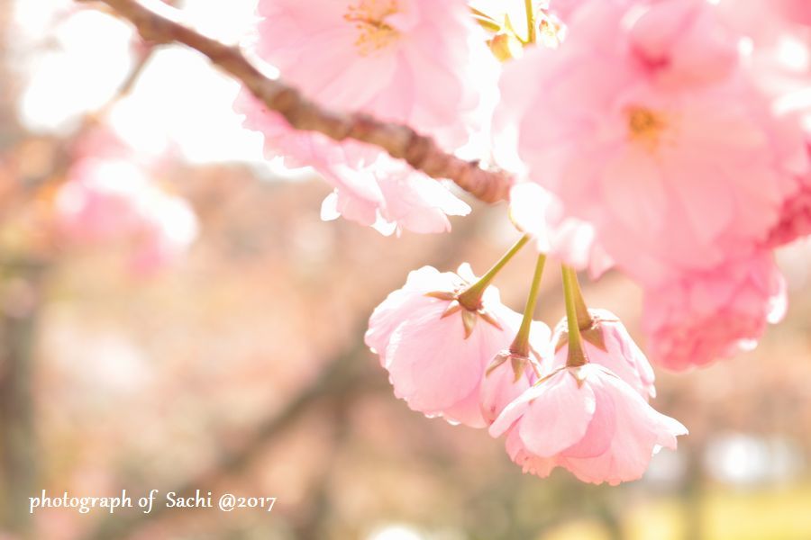 ４月２２日　八重桜　@那珂静峰公園_e0375445_20234013.jpg