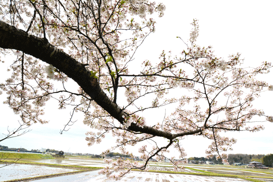 c0093046_831222.gif