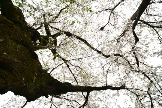 c0093046_8314050.gif