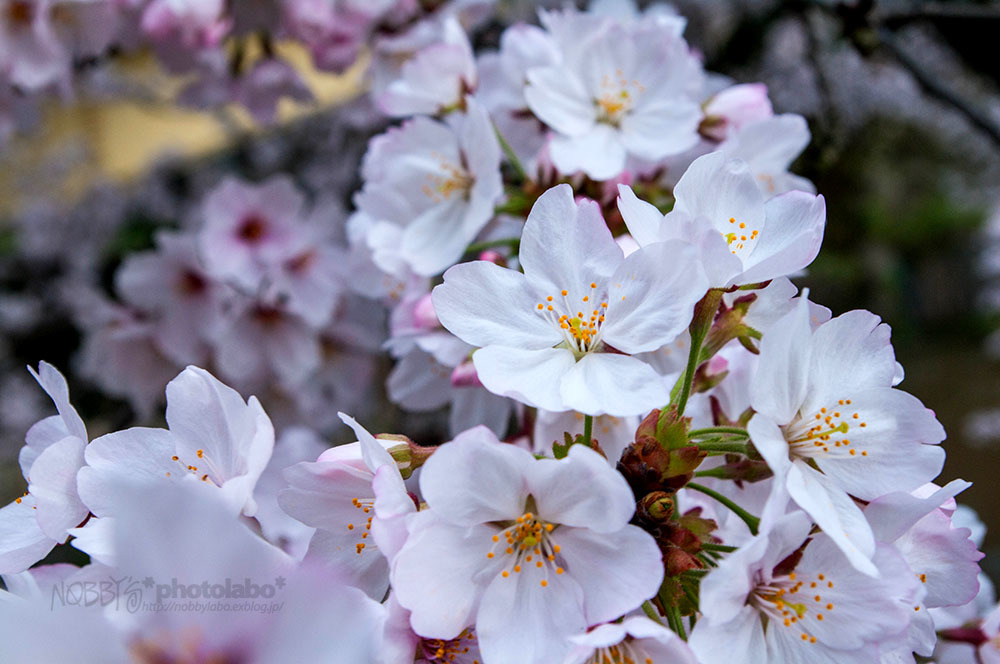 Sakura2017 *02 / 笠置の桜_a0134950_20240027.jpg