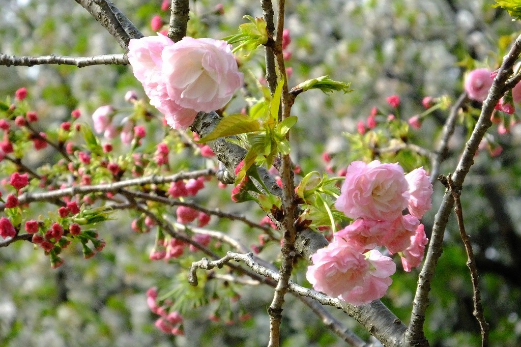 囀るホオジロと、アケビの花を再び_b0236251_11004729.jpg