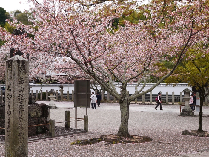　　桜咲く粉河寺（こかわでら）３　　２０２３-０２-２７　００：００_b0093754_2362331.jpg