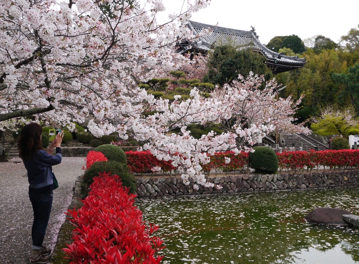 　　桜咲く粉河寺（こかわでら）３　　２０２３-０２-２７　００：００_b0093754_2382016.jpg