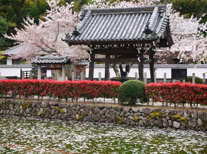 　　桜咲く粉河寺（こかわでら）３　　２０２３-０２-２７　００：００_b0093754_2383318.jpg