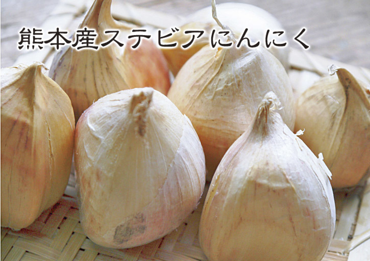 熊本産ステビアにんにく　元気いっぱいに成長中！今年も7月下旬から出荷予定です！_a0254656_17164383.jpg