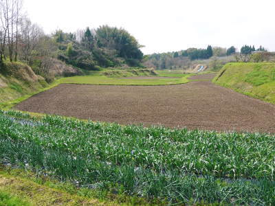 熊本産ステビアにんにく 元気いっぱいに成長中!今年も7月下旬から出荷予定です!_a0254656_17305764.jpg