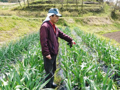 熊本産ステビアにんにく　元気いっぱいに成長中！今年も7月下旬から出荷予定です！_a0254656_17360065.jpg