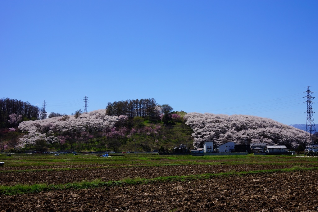 hill（長野県松本市　弘法山古墳の桜）_e0223456_07582215.jpg