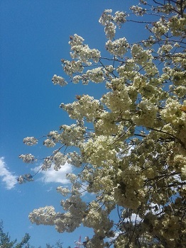八重桜_a0061057_2043166.jpg