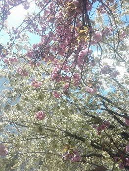 八重桜_a0061057_204457100.jpg