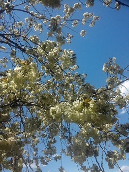 八重桜_a0061057_2044928.jpg