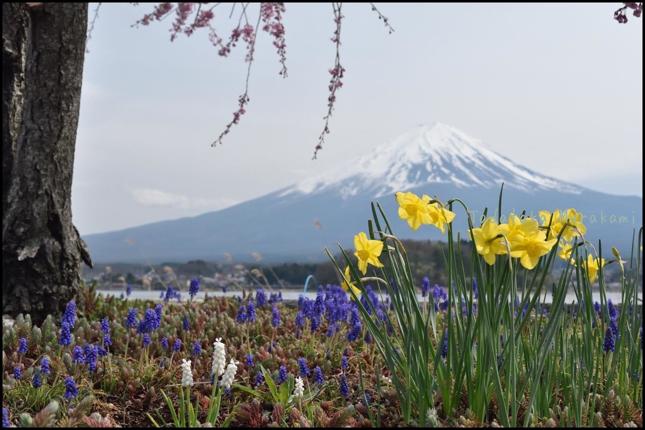 花園に富士山景_c0246358_18312001.jpg