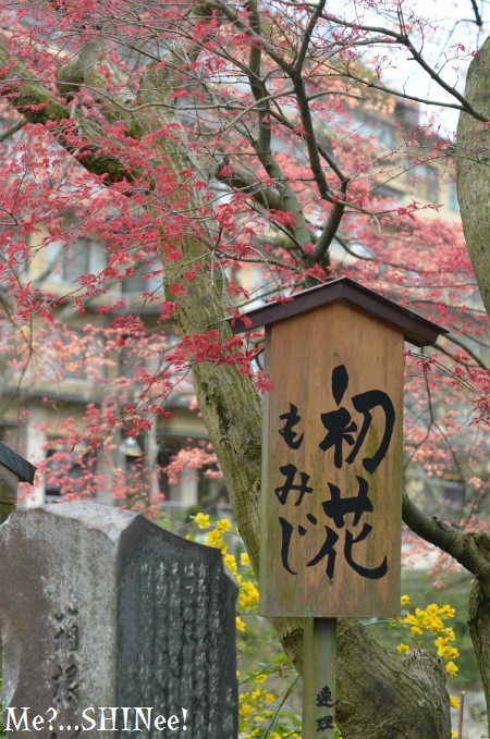 父の誕生日に箱根温泉 ~ 散りかけの桜とはつ花そば本店 ~ _e0080563_19523868.jpg