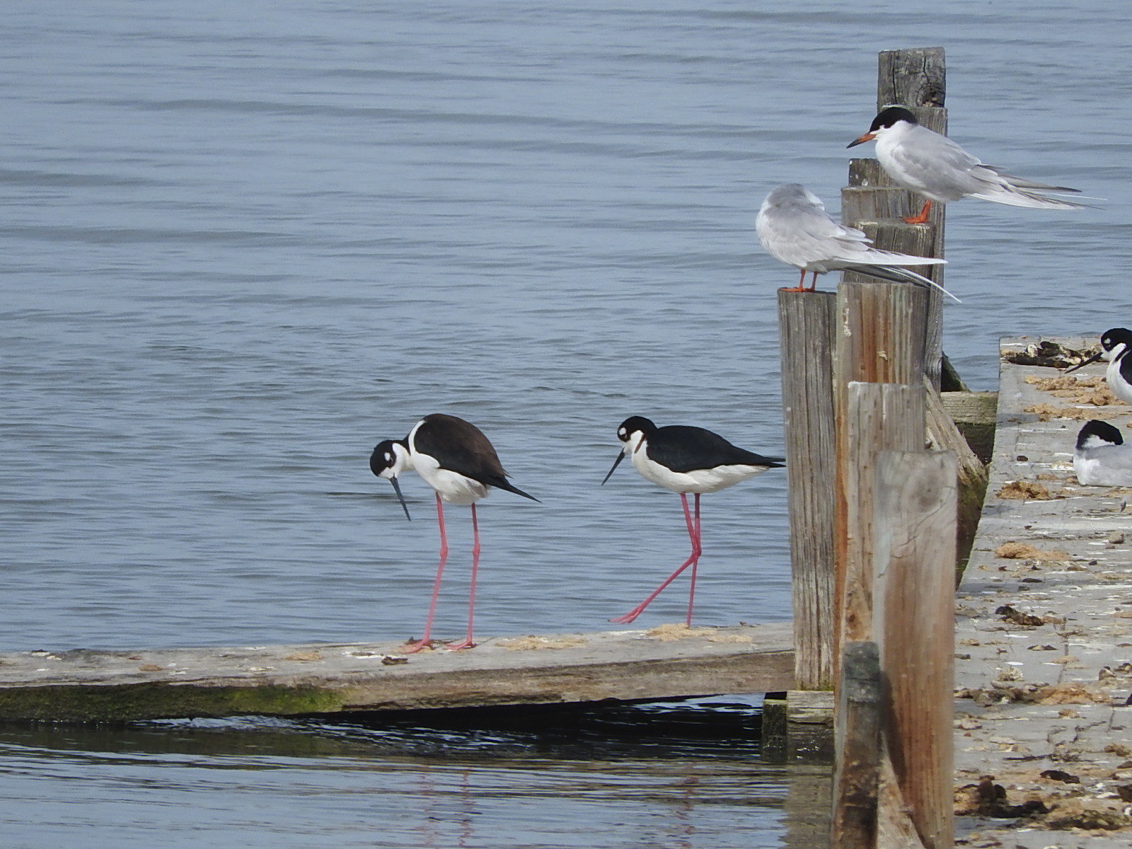 Bayland のショアバード達_c0115366_09012696.jpg