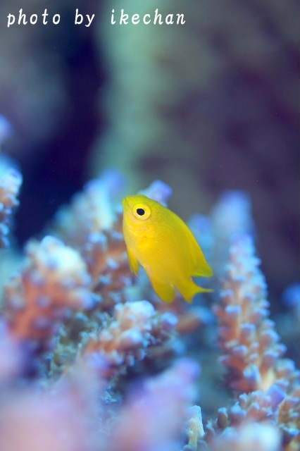 テーマをもって ネッタイスズメダイ幼魚 池ちゃんのマリンフォト