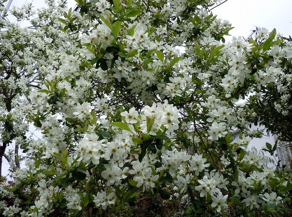 路傍の花、樹々の鳥（157）　～　今そこに咲く花たち　～_b0102572_10385071.jpg