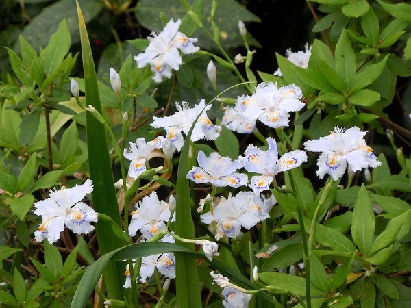 路傍の花、樹々の鳥（157）　～　今そこに咲く花たち　～_b0102572_1040278.jpg