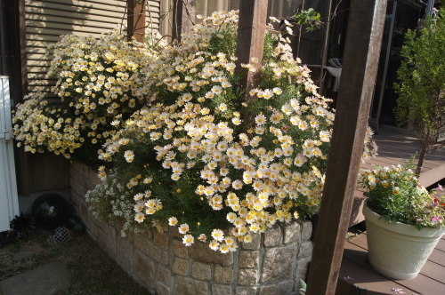 e0181373_21480448.jpg