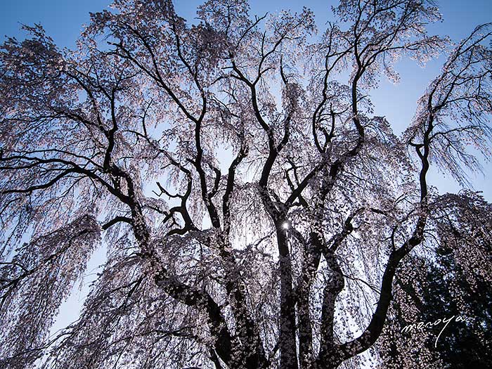 田多井の枝垂桜_c0085877_041790.jpg