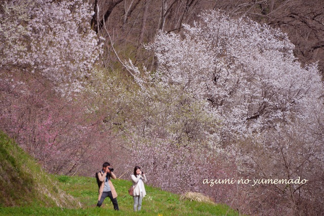 小川村～二反田の桜♪_e0331878_2242484.jpg