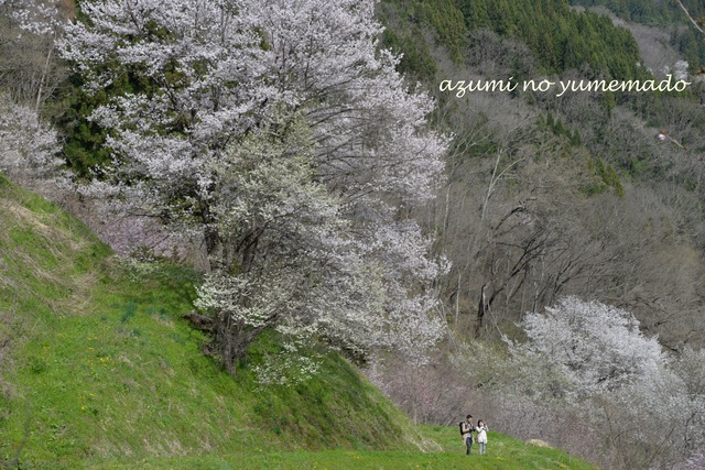 小川村～二反田の桜♪_e0331878_2395180.jpg