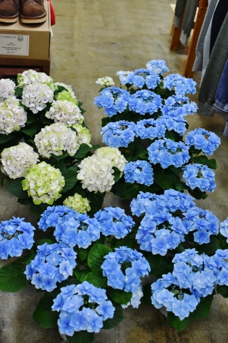 d0152280_20362501.jpg