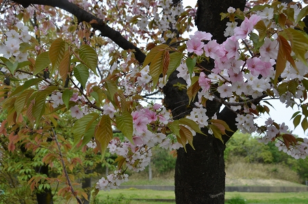 c0229483_1333251.jpg