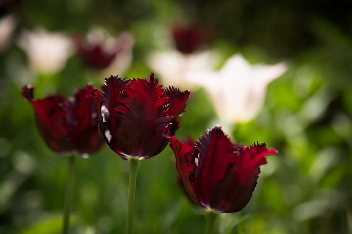 秘密の花園_d0353489_21402787.jpg