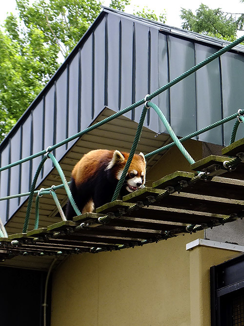 北海道へ（その10・旭川動物園・シロクマ）_c0001491_11491340.jpg