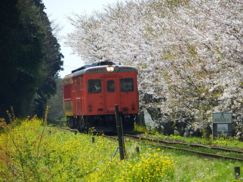 桜花につつまれて・・・いすみ鉄道_d0021491_21222094.jpg