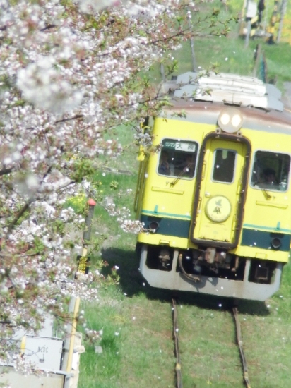 桜花につつまれて・・・いすみ鉄道_d0021491_21292870.jpg