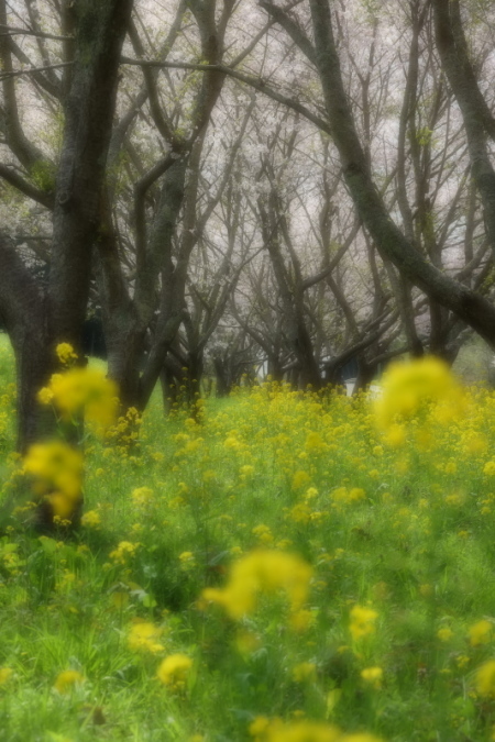 桜花につつまれて・・・いすみ鉄道_d0021491_21363370.jpg