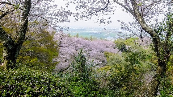 清水公園の桜_e0176993_06235966.jpg