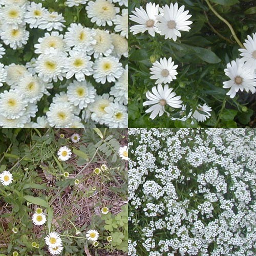 ●梅雨入り前の白花、その３_d0053294_00470640.jpg