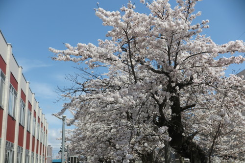 米沢キャンパスの桜４．２2・・・６_c0075701_06000079.jpg