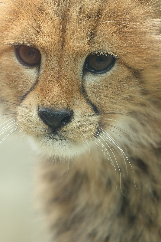 ネコ好きにはたまりません 生まれて２カ月半の赤ちゃんチーターにメロメロ 東京 多摩動物園 旅プラスの日記