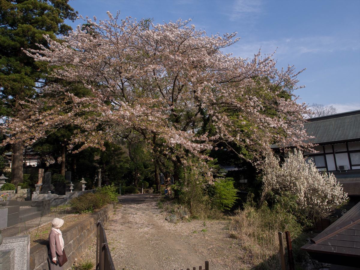 遊行寺 2017/04/16_a0114003_00214883.jpg