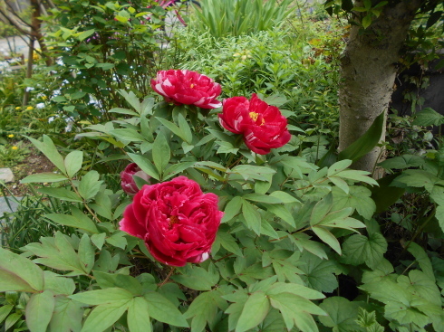 f0083803_16060997.jpg