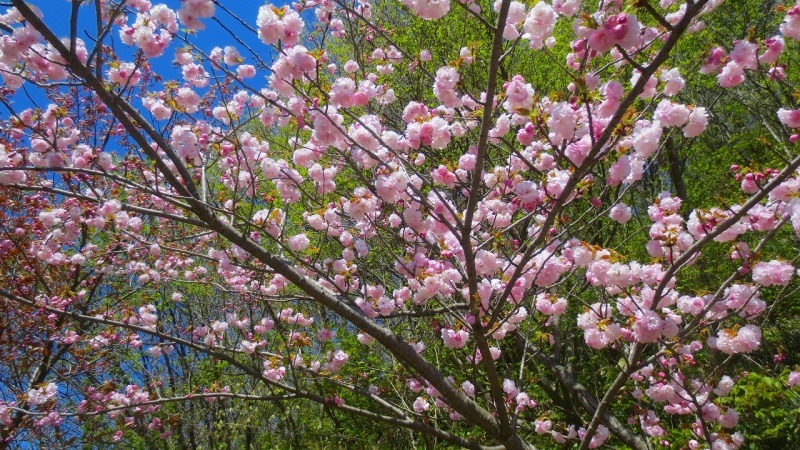 五智公園　八重桜　八分咲き_b0163804_13484270.jpg