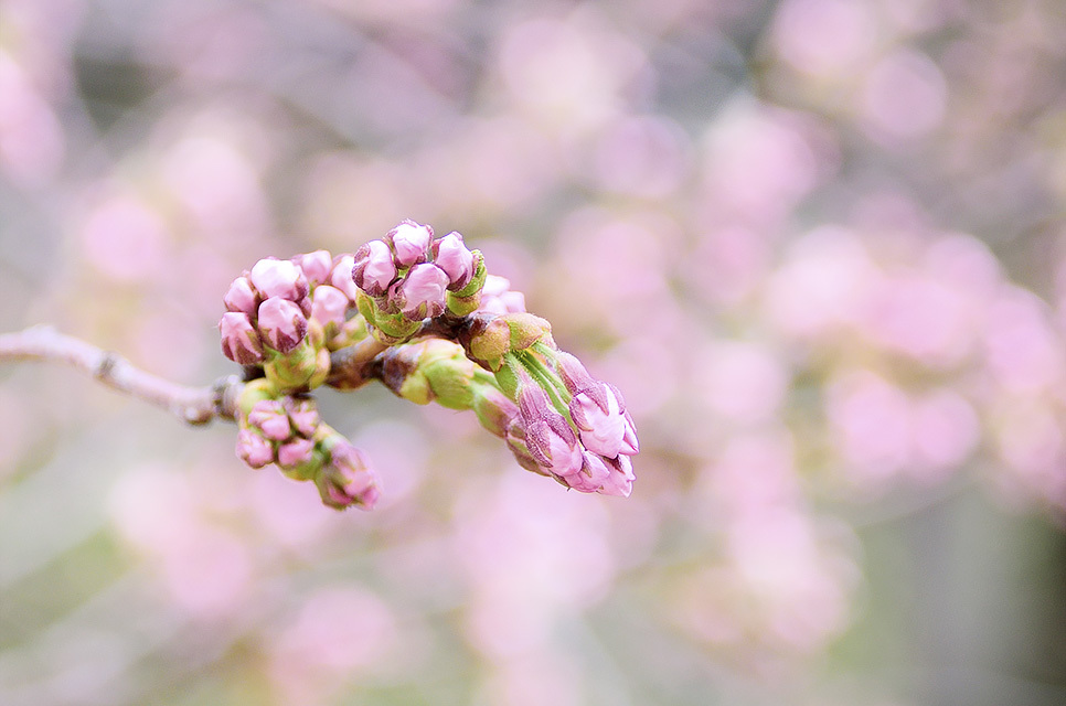 弘前桜祭り１００年目_d0346212_19195858.jpg