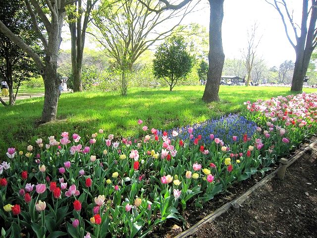 ❀Flower Festival❀　＠昭和記念公園_b0157216_18242466.jpg