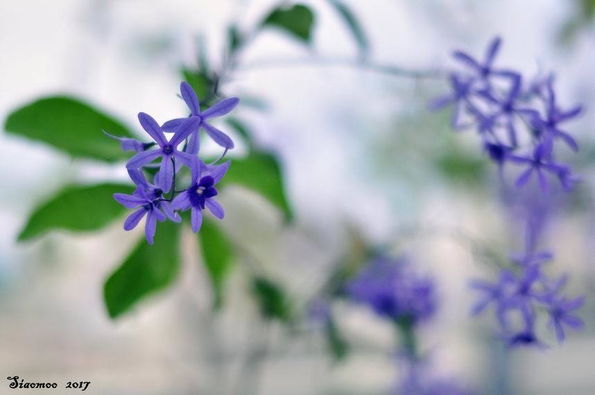 花漾蓮華之開心農場 自然就好