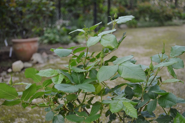 d0096422_7381977.jpg