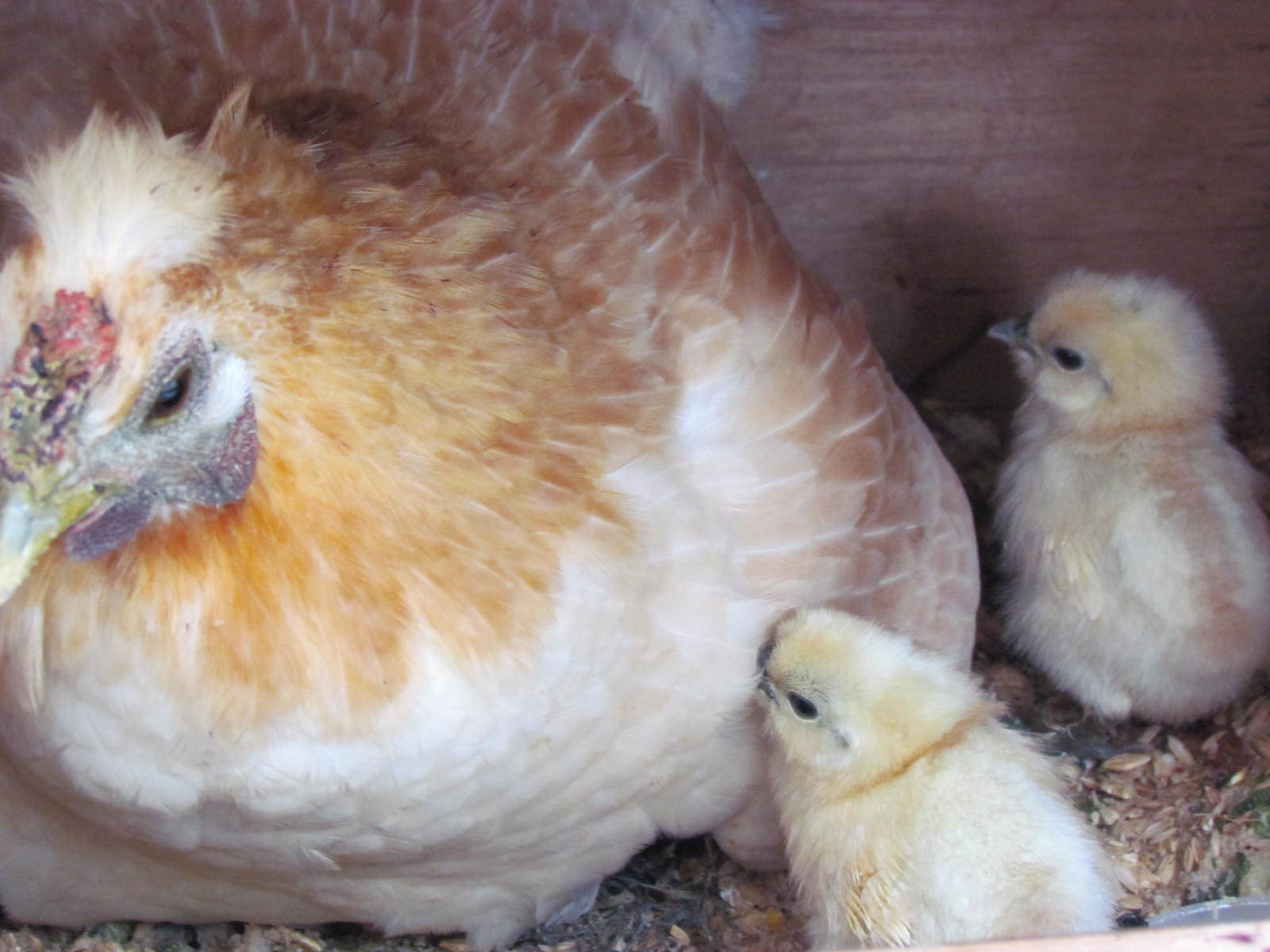 産直で購入した烏骨鶏卵 孵化 母は美鶏ちゃぼ 漁 猟師 直売有 の主人と島で田舎暮らし