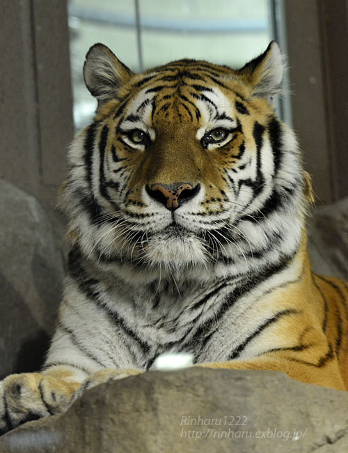 2016.4.3 円山動物園☆トラのアイちゃん【Tiger】_f0250322_13443365.jpg