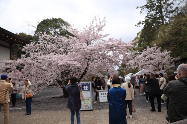 １７年桜紀行７．京都編・仁和寺その１_f0229832_09273000.jpg