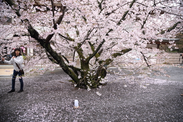 １７年桜紀行７．京都編・仁和寺その１_f0229832_09273998.jpg