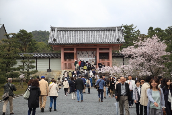 １７年桜紀行７．京都編・仁和寺その１_f0229832_09282543.jpg