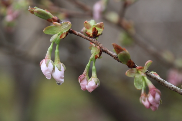 １７年桜紀行７．京都編・仁和寺その１_f0229832_09284790.jpg